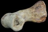 Tyrannosaur Toe Bone - Alberta (Disposition #-) #97055-3